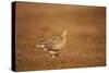 Black Grouse (Tetrao Tetrix) Female at Lek, Cairngorms Np, Grampian, Scotland, UK, April-Mark Hamblin-Stretched Canvas