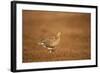 Black Grouse (Tetrao Tetrix) Female at Lek, Cairngorms Np, Grampian, Scotland, UK, April-Mark Hamblin-Framed Photographic Print