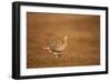 Black Grouse (Tetrao Tetrix) Female at Lek, Cairngorms Np, Grampian, Scotland, UK, April-Mark Hamblin-Framed Photographic Print