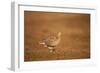 Black Grouse (Tetrao Tetrix) Female at Lek, Cairngorms Np, Grampian, Scotland, UK, April-Mark Hamblin-Framed Photographic Print