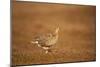 Black Grouse (Tetrao Tetrix) Female at Lek, Cairngorms Np, Grampian, Scotland, UK, April-Mark Hamblin-Mounted Photographic Print