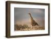 Black Grouse (Tetrao Tetrix) Female at Lek, Creag Megaidh Nnr, Highlands, Scotland, UK, April-Mark Hamblin-Framed Photographic Print