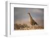 Black Grouse (Tetrao Tetrix) Female at Lek, Creag Megaidh Nnr, Highlands, Scotland, UK, April-Mark Hamblin-Framed Photographic Print