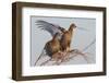 Black Grouse (Tetrao tetrix) females in tree in winter, Tver, Russia. April-Sergey Gorshkov-Framed Photographic Print