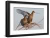 Black Grouse (Tetrao tetrix) females in tree in winter, Tver, Russia. April-Sergey Gorshkov-Framed Premium Photographic Print