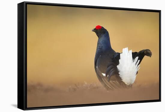 Black Grouse (Tetrao Tetrix) Male Displaying at Lek, Cairngorms Np, Grampian, Scotland, UK, April-Mark Hamblin-Framed Stretched Canvas