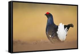 Black Grouse (Tetrao Tetrix) Male Displaying at Lek, Cairngorms Np, Grampian, Scotland, UK, April-Mark Hamblin-Framed Stretched Canvas