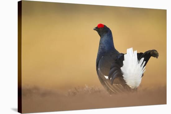 Black Grouse (Tetrao Tetrix) Male Displaying at Lek, Cairngorms Np, Grampian, Scotland, UK, April-Mark Hamblin-Stretched Canvas