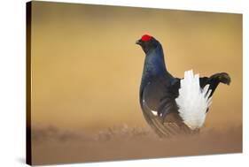 Black Grouse (Tetrao Tetrix) Male Displaying at Lek, Cairngorms Np, Grampian, Scotland, UK, April-Mark Hamblin-Stretched Canvas