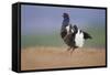 Black Grouse (Tetrao Tetrix) Male Displaying at Lek, Cairngorms Np, Grampian, Scotland, UK, April-Mark Hamblin-Framed Stretched Canvas