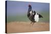 Black Grouse (Tetrao Tetrix) Male Displaying at Lek, Cairngorms Np, Grampian, Scotland, UK, April-Mark Hamblin-Stretched Canvas