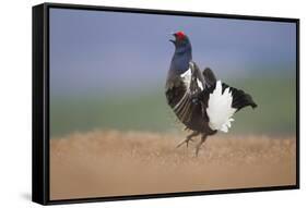 Black Grouse (Tetrao Tetrix) Male Displaying at Lek, Cairngorms Np, Grampian, Scotland, UK, April-Mark Hamblin-Framed Stretched Canvas