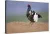 Black Grouse (Tetrao Tetrix) Male Displaying at Lek, Cairngorms Np, Grampian, Scotland, UK, April-Mark Hamblin-Stretched Canvas