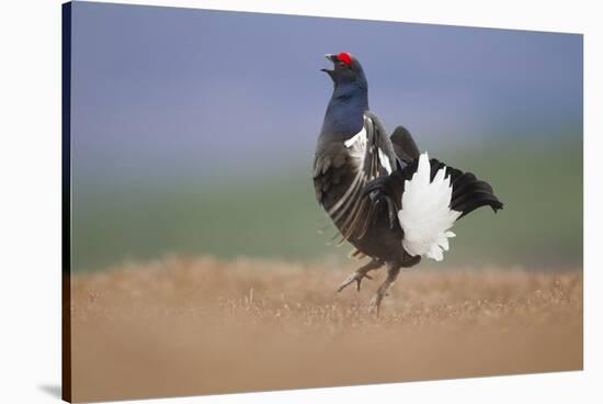 Black Grouse (Tetrao Tetrix) Male Displaying at Lek, Cairngorms Np, Grampian, Scotland, UK, April-Mark Hamblin-Stretched Canvas