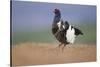 Black Grouse (Tetrao Tetrix) Male Displaying at Lek, Cairngorms Np, Grampian, Scotland, UK, April-Mark Hamblin-Stretched Canvas