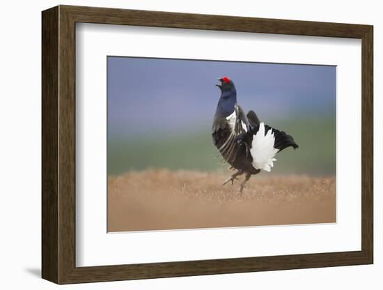 Black Grouse (Tetrao Tetrix) Male Displaying at Lek, Cairngorms Np, Grampian, Scotland, UK, April-Mark Hamblin-Framed Photographic Print