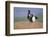 Black Grouse (Tetrao Tetrix) Male Displaying at Lek, Cairngorms Np, Grampian, Scotland, UK, April-Mark Hamblin-Framed Photographic Print