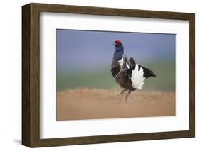 Black Grouse (Tetrao Tetrix) Male Displaying at Lek, Cairngorms Np, Grampian, Scotland, UK, April-Mark Hamblin-Framed Photographic Print