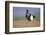 Black Grouse (Tetrao Tetrix) Male Displaying at Lek, Cairngorms Np, Grampian, Scotland, UK, April-Mark Hamblin-Framed Photographic Print