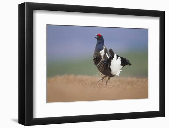 Black Grouse (Tetrao Tetrix) Male Displaying at Lek, Cairngorms Np, Grampian, Scotland, UK, April-Mark Hamblin-Framed Photographic Print