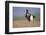 Black Grouse (Tetrao Tetrix) Male Displaying at Lek, Cairngorms Np, Grampian, Scotland, UK, April-Mark Hamblin-Framed Photographic Print