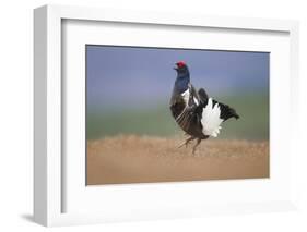 Black Grouse (Tetrao Tetrix) Male Displaying at Lek, Cairngorms Np, Grampian, Scotland, UK, April-Mark Hamblin-Framed Photographic Print