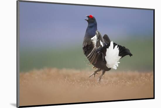 Black Grouse (Tetrao Tetrix) Male Displaying at Lek, Cairngorms Np, Grampian, Scotland, UK, April-Mark Hamblin-Mounted Photographic Print