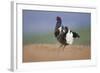 Black Grouse (Tetrao Tetrix) Male Displaying at Lek, Cairngorms Np, Grampian, Scotland, UK, April-Mark Hamblin-Framed Photographic Print