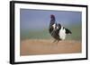 Black Grouse (Tetrao Tetrix) Male Displaying at Lek, Cairngorms Np, Grampian, Scotland, UK, April-Mark Hamblin-Framed Photographic Print