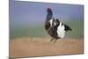 Black Grouse (Tetrao Tetrix) Male Displaying at Lek, Cairngorms Np, Grampian, Scotland, UK, April-Mark Hamblin-Mounted Photographic Print