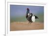 Black Grouse (Tetrao Tetrix) Male Displaying at Lek, Cairngorms Np, Grampian, Scotland, UK, April-Mark Hamblin-Framed Photographic Print