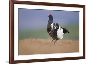 Black Grouse (Tetrao Tetrix) Male Displaying at Lek, Cairngorms Np, Grampian, Scotland, UK, April-Mark Hamblin-Framed Photographic Print