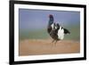 Black Grouse (Tetrao Tetrix) Male Displaying at Lek, Cairngorms Np, Grampian, Scotland, UK, April-Mark Hamblin-Framed Photographic Print