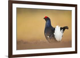 Black Grouse (Tetrao Tetrix) Male Displaying at Lek, Cairngorms Np, Grampian, Scotland, UK, April-Mark Hamblin-Framed Photographic Print