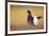 Black Grouse (Tetrao Tetrix) Male Displaying at Lek, Cairngorms Np, Grampian, Scotland, UK, April-Mark Hamblin-Framed Photographic Print