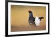 Black Grouse (Tetrao Tetrix) Male Displaying at Lek, Cairngorms Np, Grampian, Scotland, UK, April-Mark Hamblin-Framed Photographic Print