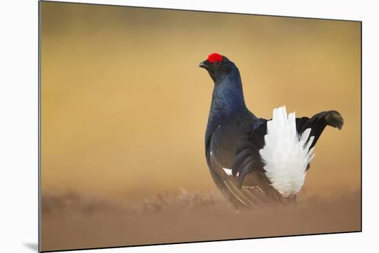 Black Grouse (Tetrao Tetrix) Male Displaying at Lek, Cairngorms Np, Grampian, Scotland, UK, April-Mark Hamblin-Mounted Photographic Print