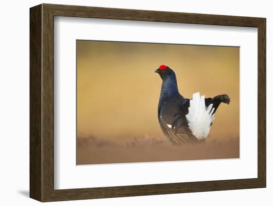 Black Grouse (Tetrao Tetrix) Male Displaying at Lek, Cairngorms Np, Grampian, Scotland, UK, April-Mark Hamblin-Framed Photographic Print