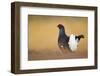 Black Grouse (Tetrao Tetrix) Male Displaying at Lek, Cairngorms Np, Grampian, Scotland, UK, April-Mark Hamblin-Framed Photographic Print