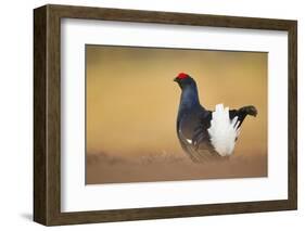 Black Grouse (Tetrao Tetrix) Male Displaying at Lek, Cairngorms Np, Grampian, Scotland, UK, April-Mark Hamblin-Framed Photographic Print