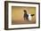 Black Grouse (Tetrao Tetrix) Male Displaying at Lek, Cairngorms Np, Grampian, Scotland, UK, April-Mark Hamblin-Framed Photographic Print