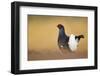 Black Grouse (Tetrao Tetrix) Male Displaying at Lek, Cairngorms Np, Grampian, Scotland, UK, April-Mark Hamblin-Framed Photographic Print