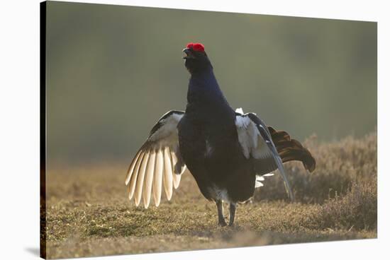 Black Grouse (Tetrao Tetrix) Male Displaying at Lek, Creag Megaidh Nnr, Highlands, Scotland, UK-Mark Hamblin-Stretched Canvas