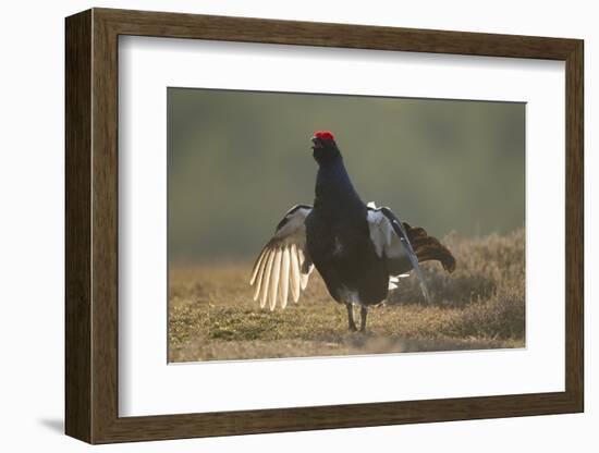 Black Grouse (Tetrao Tetrix) Male Displaying at Lek, Creag Megaidh Nnr, Highlands, Scotland, UK-Mark Hamblin-Framed Photographic Print