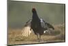 Black Grouse (Tetrao Tetrix) Male Displaying at Lek, Creag Megaidh Nnr, Highlands, Scotland, UK-Mark Hamblin-Mounted Photographic Print