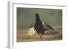 Black Grouse (Tetrao Tetrix) Male Displaying at Lek, Creag Megaidh Nnr, Highlands, Scotland, UK-Mark Hamblin-Framed Photographic Print