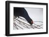 Black Grouse (Tetrao tetrix) male feeding on willow flowers in winter, Tver, Russia-Sergey Gorshkov-Framed Premium Photographic Print