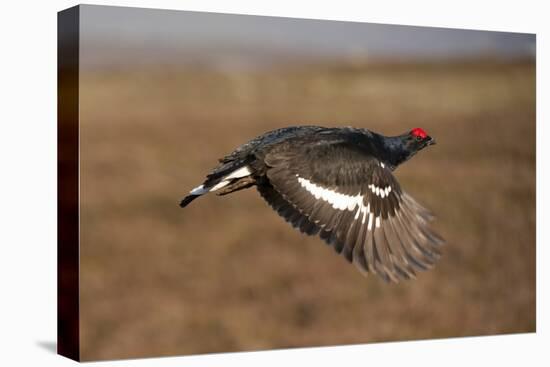 Black Grouse (Tetrao Tetrix) Male in Flight at Lek, Cairngorms Np, Grampian, Scotland, UK, April-Mark Hamblin-Stretched Canvas
