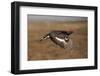 Black Grouse (Tetrao Tetrix) Male in Flight at Lek, Cairngorms Np, Grampian, Scotland, UK, April-Mark Hamblin-Framed Photographic Print