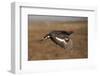 Black Grouse (Tetrao Tetrix) Male in Flight at Lek, Cairngorms Np, Grampian, Scotland, UK, April-Mark Hamblin-Framed Photographic Print